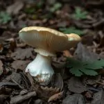 Amanite phalloïde entière en forêt, litière de feuilles de chêne, montrant la volve blanche en sac à la base, le pied et l